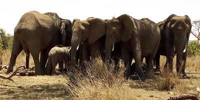 5 days northern tanzania big 5 luxury safari - Photo 1