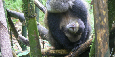 4 days rwanda gorilla tour experience - Photo 2