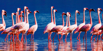 3 days 2 nights amboseli national park - Photo 2