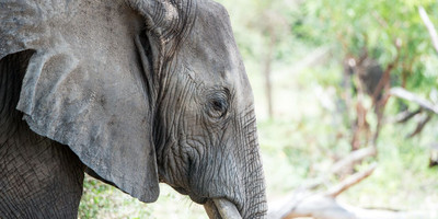3DAYS SELOUS GAME RESERVE - Photo 1
