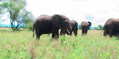 4 days tanzania camping (budget) safari tarangire, serengeti and ngorongoro - Photo 9