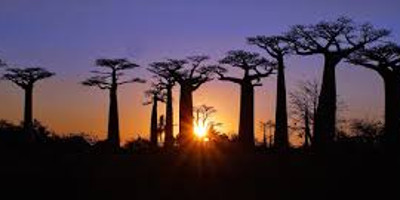 Discovery of the contrasting trees - Photo 2