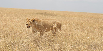  days tanzania camping (budget)safari tarangire ngorongoro - Photo 15