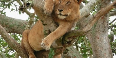 Lake Manyara Guided Day Tour from Arusha - Photo 2