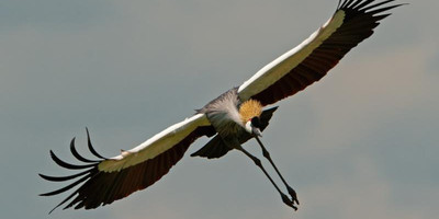 15 days birding safari - Photo 10