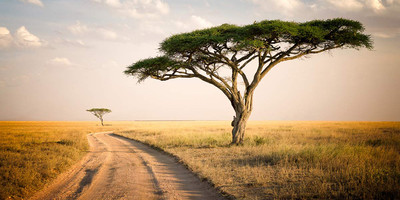10 day tanzania family safari and zanzibar - Photo 8