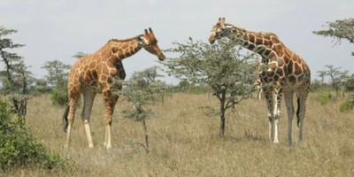 3 DAYS OLPEJETA CONSERVANCY - Photo 3
