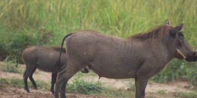 9 day uganda wildlife vacation gorilla trekking adventure - Photo 6