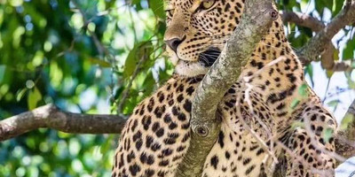 Unforgettable 3-day masai mara safari – stay in the heart of the wild - Photo 8