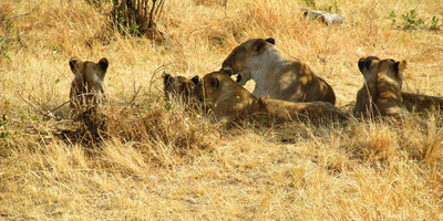 Amboseli home of the giants safari - Photo 3