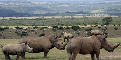7 days best of kenya safari – explore big five parks & stay at premium sopa lodges - Photo 3