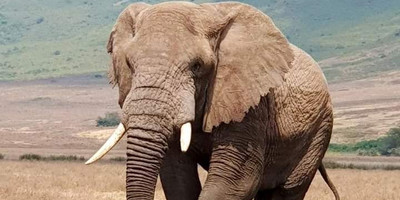 Discover kenya’s wild side: 5-day safari in samburu, nakuru & masai mara - Photo 8