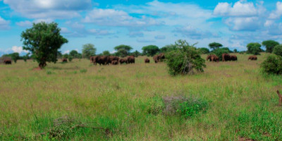 5 days tanzania camping safari - Photo 4