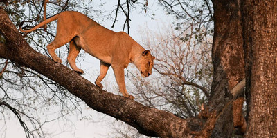 5 day tanzania camping safari - Photo 7