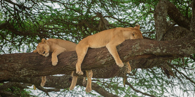 7 days luxury safari - Photo 2