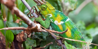 4 days gorilla tracking safari in bwindi/ uganda - Photo 7