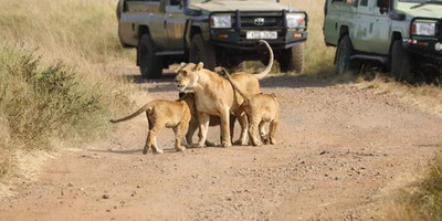 Majestic masai mara: 4-day big five safari in a 4x4 jeep - Photo 10