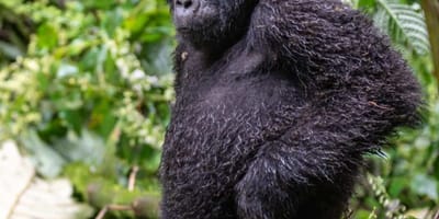 3 days gorilla trekking in rwanda - Photo 3