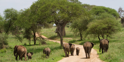 3 days tanzania safari - Photo 4