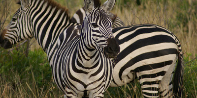 12 day tanzania southern parks safari - Photo 5