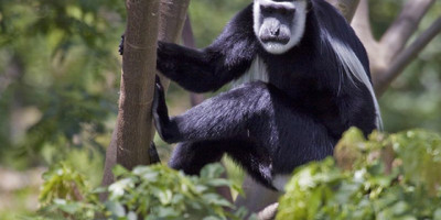 7 days safari to rwanda - Photo 9