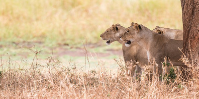Serengeti tanzania safari package - Photo 1