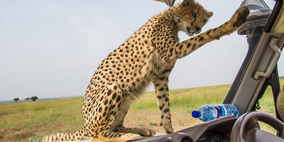4 day tanzania classic safari - tarangire, serengeti & ngorongoro crater - Photo 4