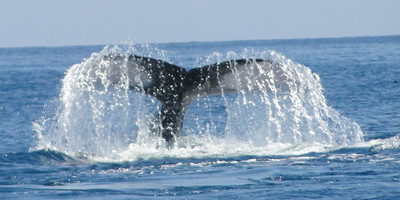 Whale discovery - Photo 1