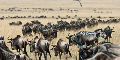 8 days luxury samburu / sweet waters / nakuru / naivasha / mara - Photo 19
