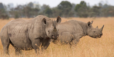 5 days mt kenya, aberdares, ol pejeta - Photo 2
