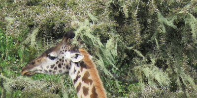 5 days tanzania luxury safari - Photo 5