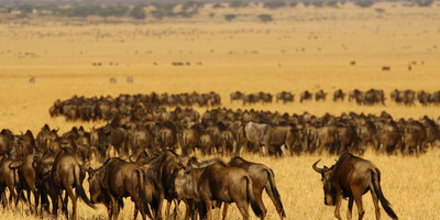 3 days maasai mara game reserve - Photo 4