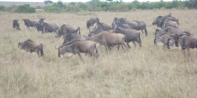 3 days masai mara adventure safari - Photo 4