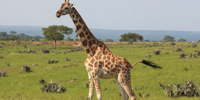 2-day lifetime thrilling maasai mara tour - Photo 6