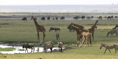 3 days amboseli, land of kilimanjaro classic safari - Photo 2