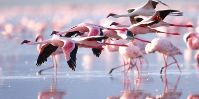 7 days best of kenya safari – explore big five parks & stay at premium sopa lodges - Photo 5