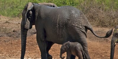 A 24 days birding and wildlife safari to uganda - Photo 12