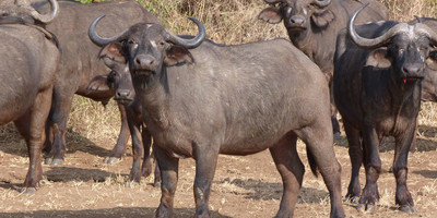 Kenya twin attractions special bush to beach safari - Photo 3