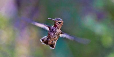 1- day tarangire national park tanzania safari - Photo 1