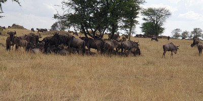 5 days tanzania private safari - Photo 18