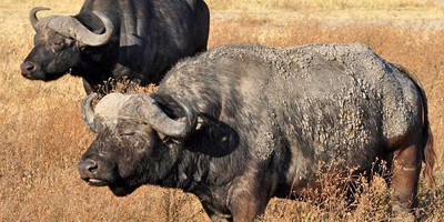 3 day tanzania wildlife safari - Photo 3