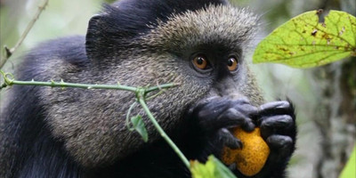 Rwanda gorillas & golden monkeys – 5 days - Photo 1