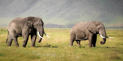 2- day fly-in safari from zanzibar - Photo 1