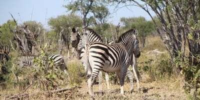 Mophane trail - Photo 7