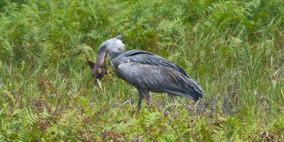 9 day uganda wildlife safari - Photo 2
