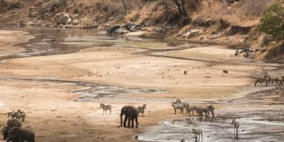 2 days join-in group budgeted safari from zanzibar - Photo 2