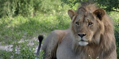 Mophane trail - Photo 1