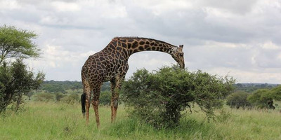 7 days tanzania wildlife migrations adventures safari holiday - Photo 3
