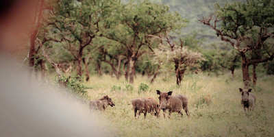 4 day tanzania classic safari - tarangire, serengeti & ngorongoro crater - Photo 6