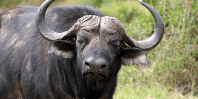 3 days masai mara safaris in kenya - 2019 tour - Photo 4